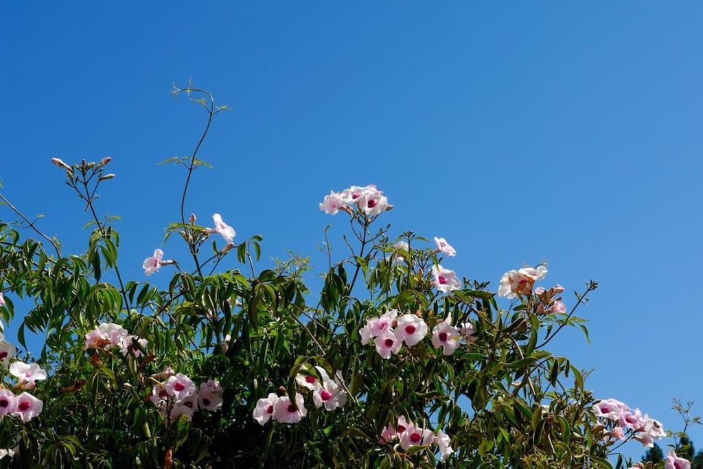אלג'זור Vale Do Guizo: Casa Poente On The Contryside, Close By The Sea. מראה חיצוני תמונה